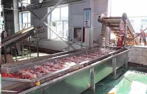 萬通蒙根花食品加工廠 高效脫水番茄生產(chǎn)線助力輕工業(yè)發(fā)展